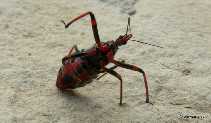 Rhynocoris (Rhynocoris) punctiventris (Herrich- Schaeffer 1846)