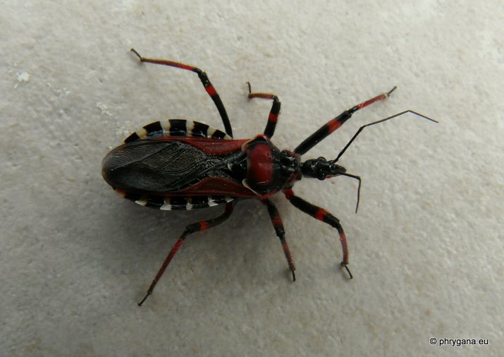 Rhynocoris (Rhynocoris) punctiventris (Herrich- Schaeffer 1846)