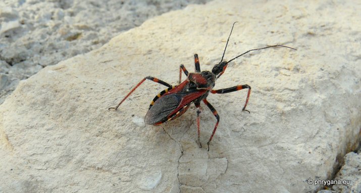 Rhynocoris (Rhynocoris) punctiventris (Herrich- Schaeffer 1846)