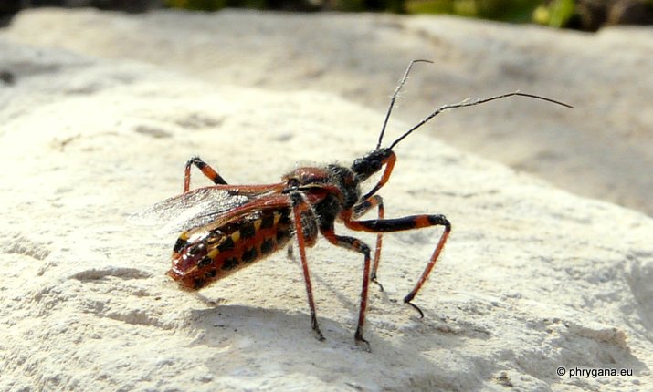 Rhynocoris (Rhynocoris) punctiventris (Herrich- Schaeffer 1846)