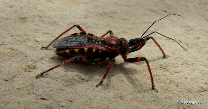 Rhynocoris (Rhynocoris) punctiventris (Herrich- Schaeffer 1846)