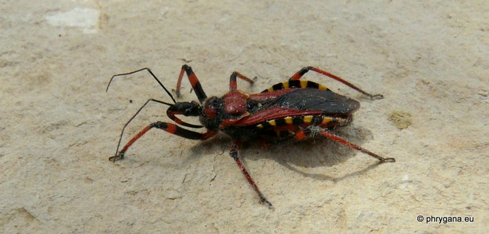 Rhynocoris (Rhynocoris) punctiventris (Herrich- Schaeffer 1846)