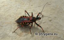 Rhynocoris (Rhynocoris) punctiventris (Herrich- Schaeffer 1846)