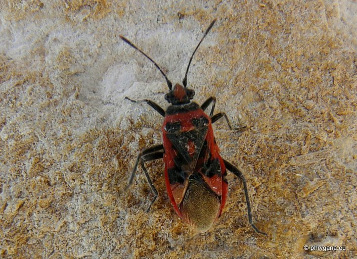 Corizus hyoscyami hyoscyami (Linnaeus 1758)