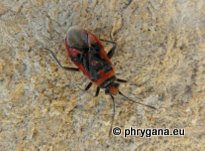 Corizus hyoscyami hyoscyami  (Linnaeus 1758)