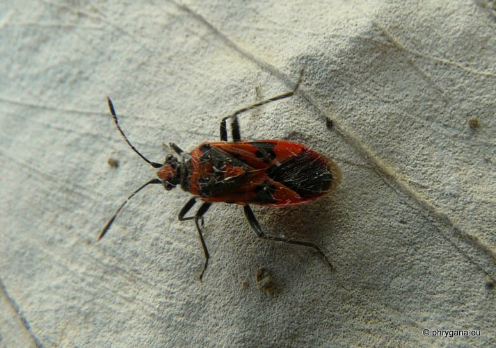 Corizus hyoscyami hyoscyami (Linnaeus 1758)