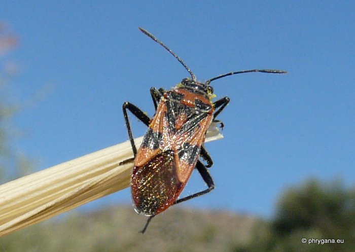 Corizus hyoscyami hyoscyami (Linnaeus 1758)