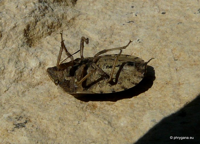 Eurygaster maura (Linnaeus 1758)