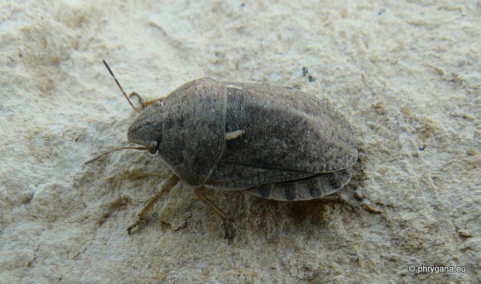 Eurygaster maura (Linnaeus 1758)