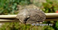 Eurygaster maura (Linnaeus 1758)