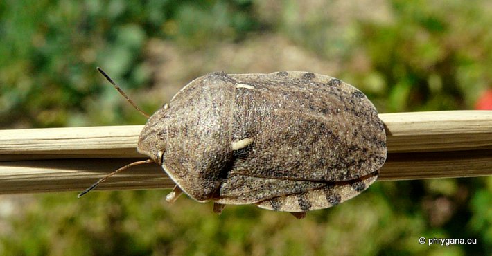 Eurygaster maura (Linnaeus 1758)