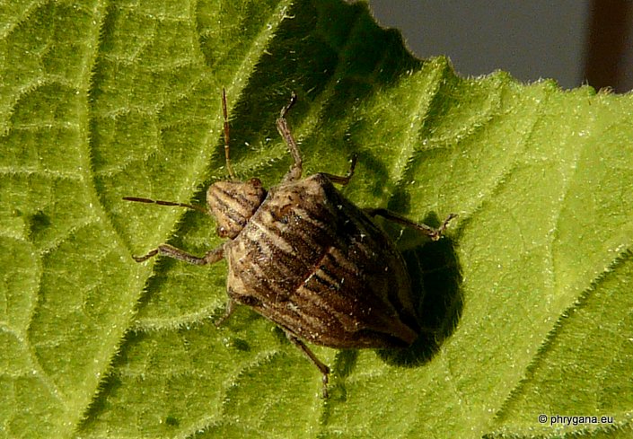 Odontotarsus robustus Jakovlev 1884