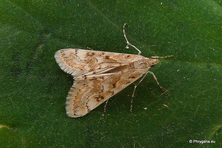 Cornifrons ulceratalis Lederer 1858