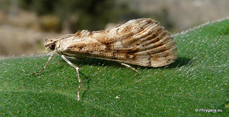 Cornifrons ulceratalis Lederer 1858