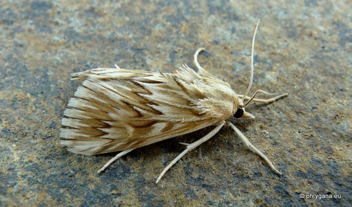 Cynaeda dentalis (Denis & Schiffermuller 1775)