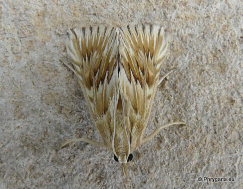 Cynaeda dentalis (Denis & Schiffermuller 1775)