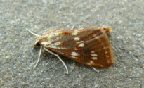 Epascestria pustulalis (Hubner 1823)