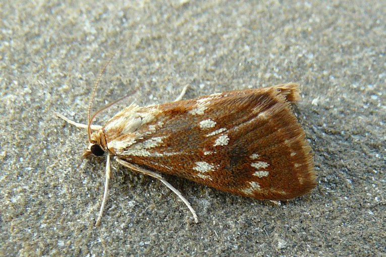 Epascestria pustulalis (Hubner 1823)