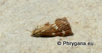 Epascestria pustulalis (Hubner 1823)