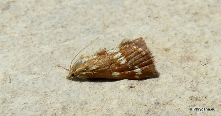 Epascestria pustulalis (Hubner 1823)