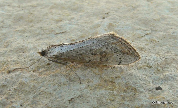 Evergestis isatidalis (Duponchel 1833)