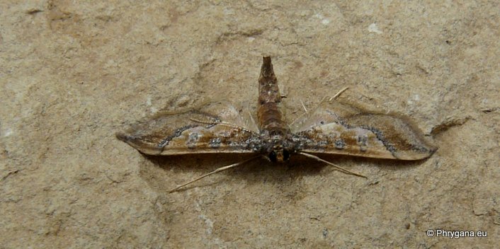 Hydriris ornatalis (Duponchel 1832)