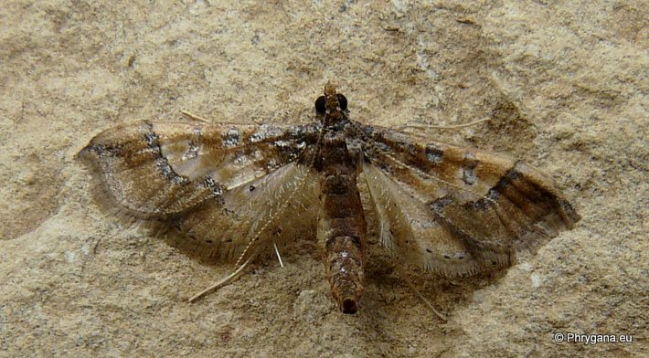 Hydriris ornatalis (Duponchel 1832)