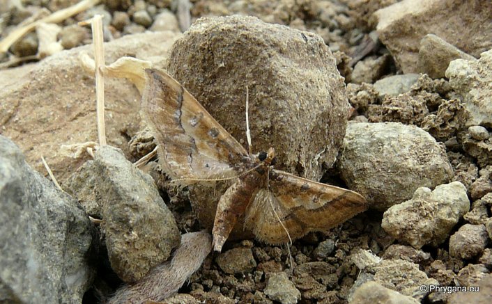 Hydriris ornatalis (Duponchel 1832)