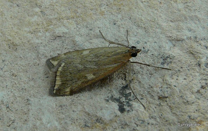Loxostege sticticalis (Linnaeus 1761)