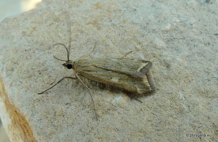Loxostege sticticalis (Linnaeus 1761)