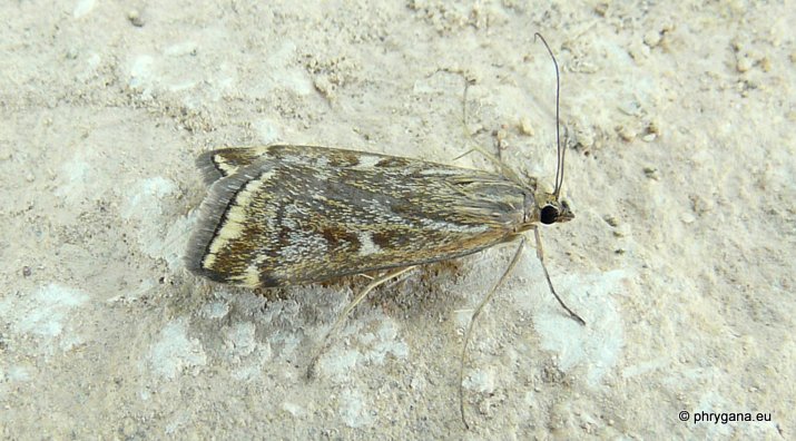 Loxostege sticticalis (Linnaeus 1761)