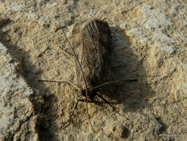 Nomophila noctuella (Denis & Schiffermuller 1775)