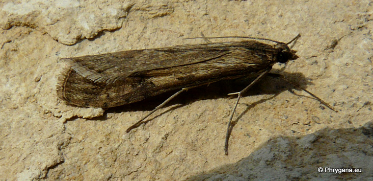 Nomophila noctuella (Denis & Schiffermuller 1775)