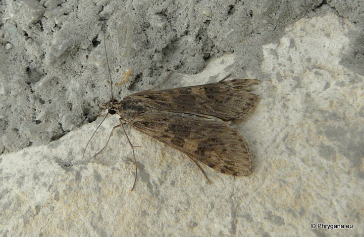 Nomophila noctuella (Denis & Schiffermuller 1775)