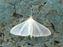 Palpita vitrealis (Rossi 1794)