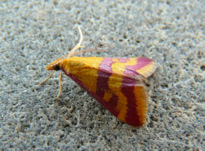 Pyrausta sanguinalis (Linnaeus 1767)