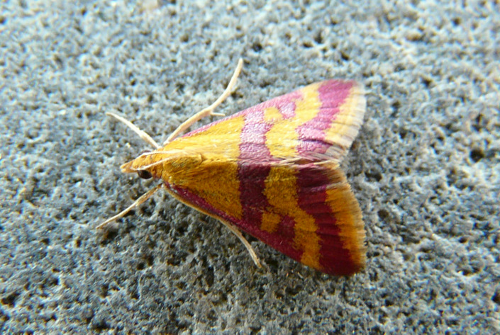 Pyrausta sanguinalis (Linnaeus 1767)