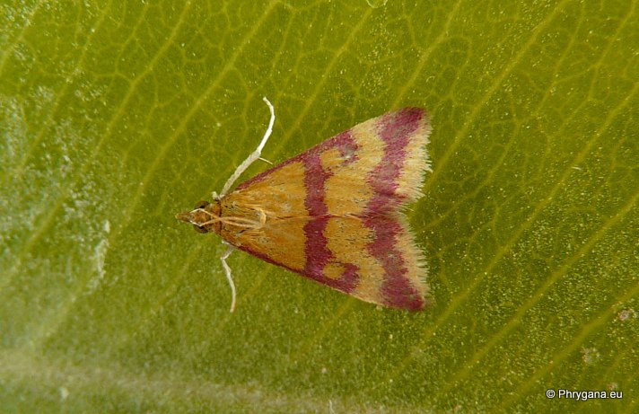 Pyrausta sanguinalis (Linnaeus 1767)