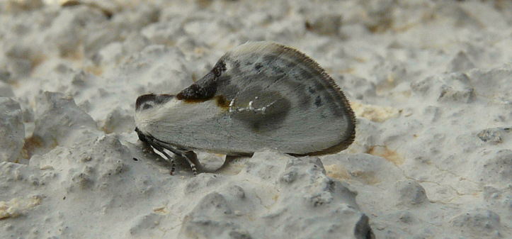 Cilix asiatica O. Bang-Haas 1907