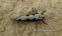 Ethmia bipunctella (Fabricius 1775)