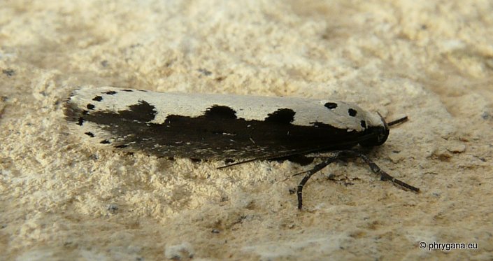 Ethmia bipunctella (Fabricius 1775)