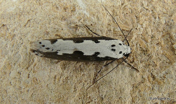 Ethmia bipunctella (Fabricius 1775)