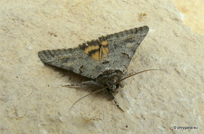 Catocala eutychea Treitschke 1835