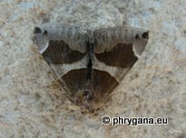 Dysgonia algira (Linnaeus 1767)