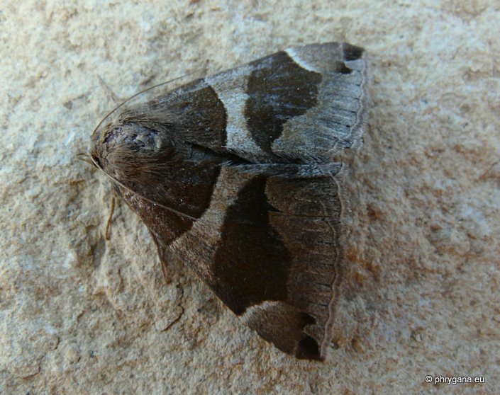 Dysgonia algira (Linnaeus 1767)