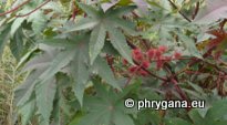 Ricinus communis L.