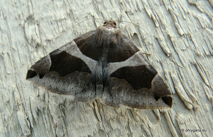 Dysgonia algira (Linnaeus 1767)