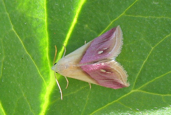 Eublemma cochylioides (Guenée 1852)