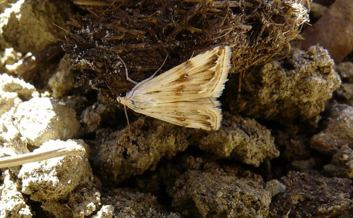 Eublemma ostrina (Hubner 1808)