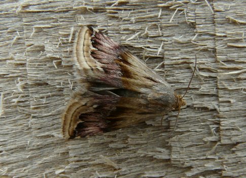 Eublemma ostrina (Hubner 1808)